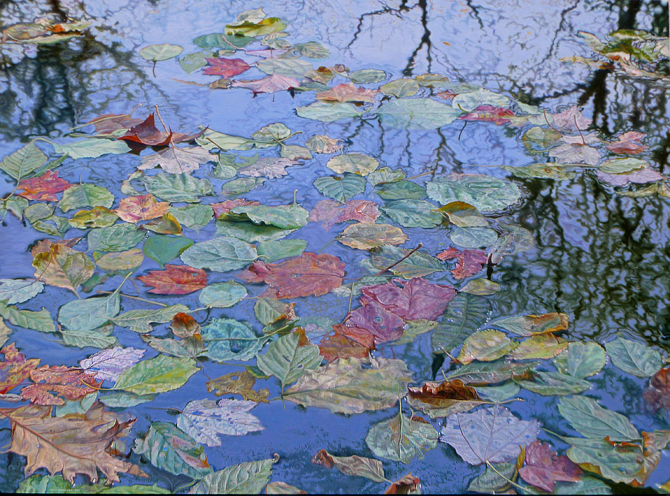 leaves drift along the stream