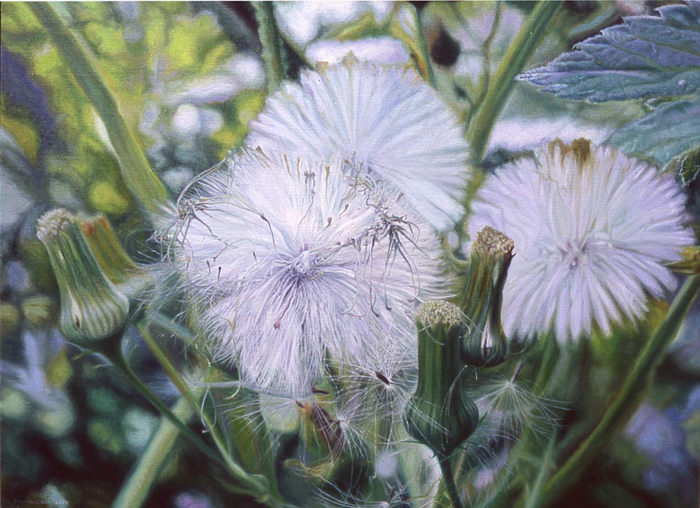 a dandelion expresses optimism!
