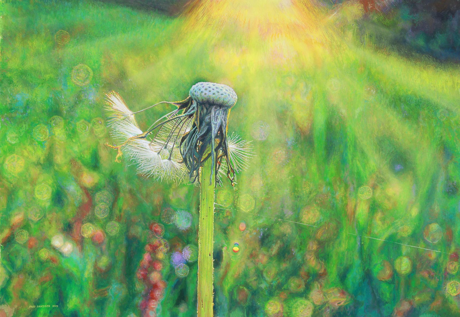 Dandelion at sunrise