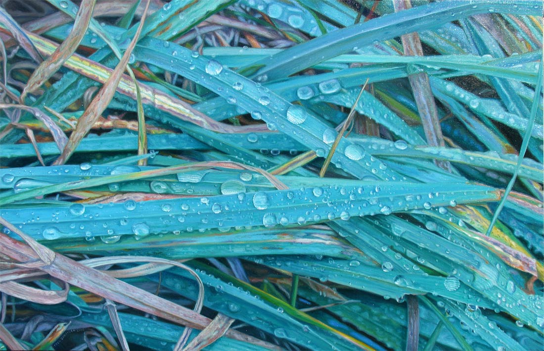 morning dew in long grass