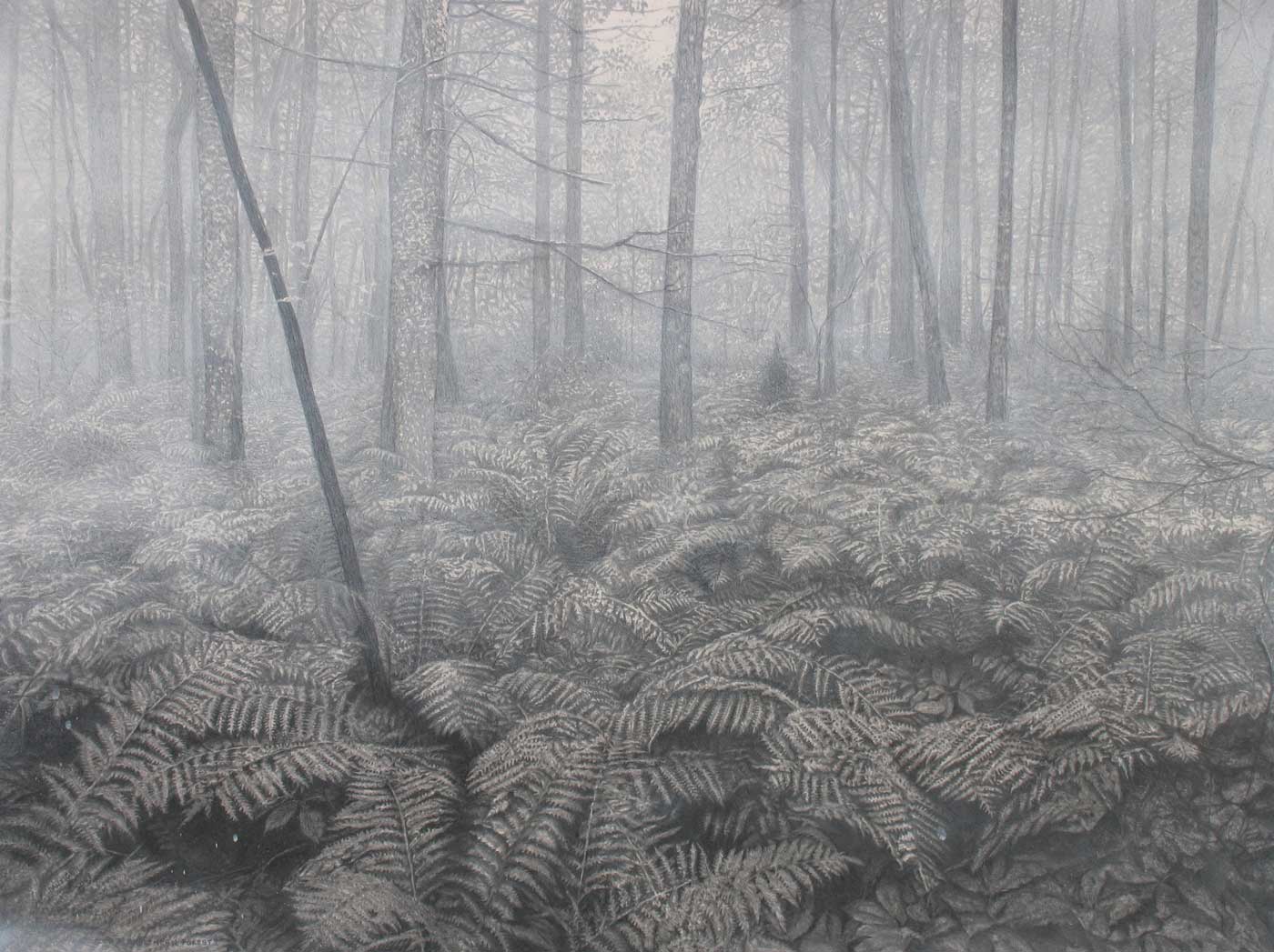 walking in a northern forest