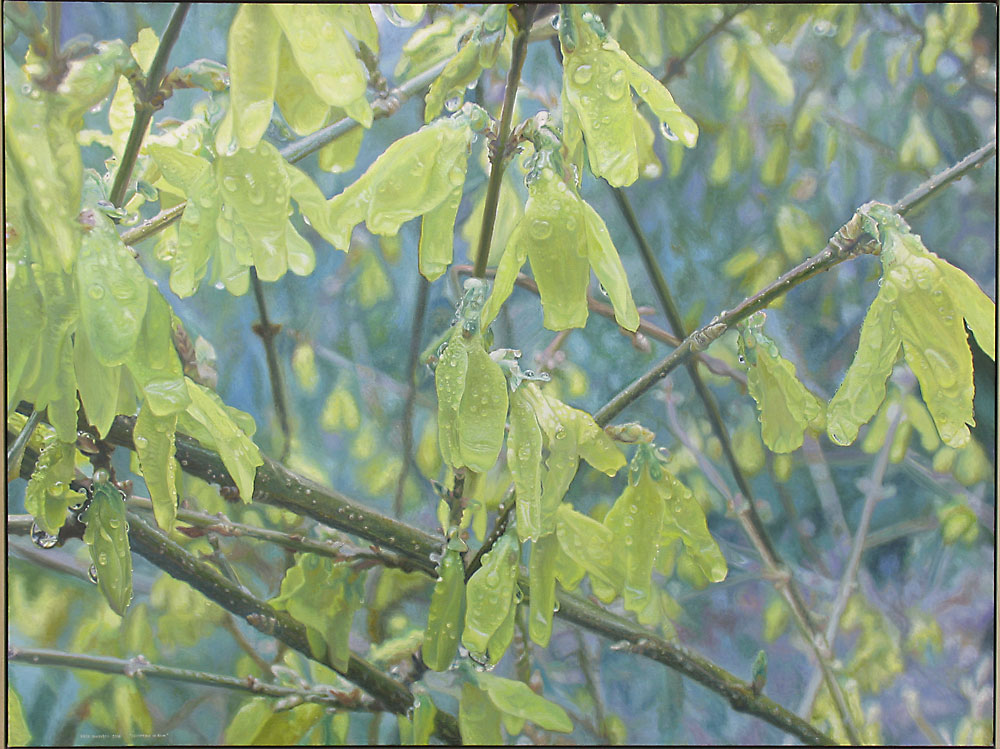 Forsythia in the Rain