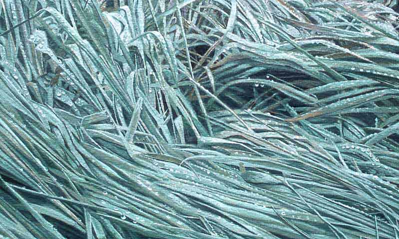 Wind across grass